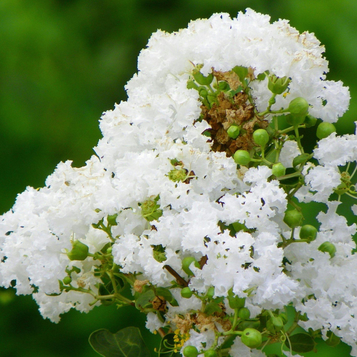 Lagerstroemia Indica Natchez - Natchez Crepe Myrtle