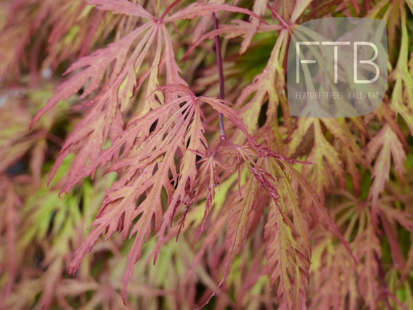 Acer Palmatum Dissectum Orangeola - Weeping Japanese Maple Orangeola