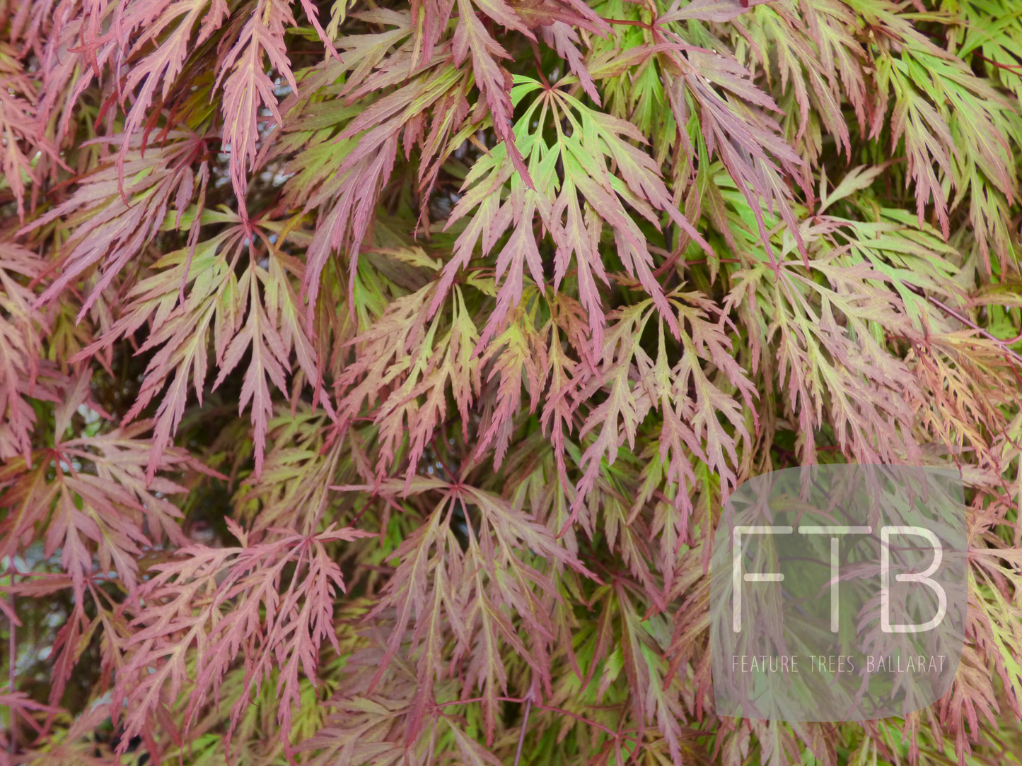 Acer Palmatum Dissectum Orangeola - Weeping Japanese Maple Orangeola