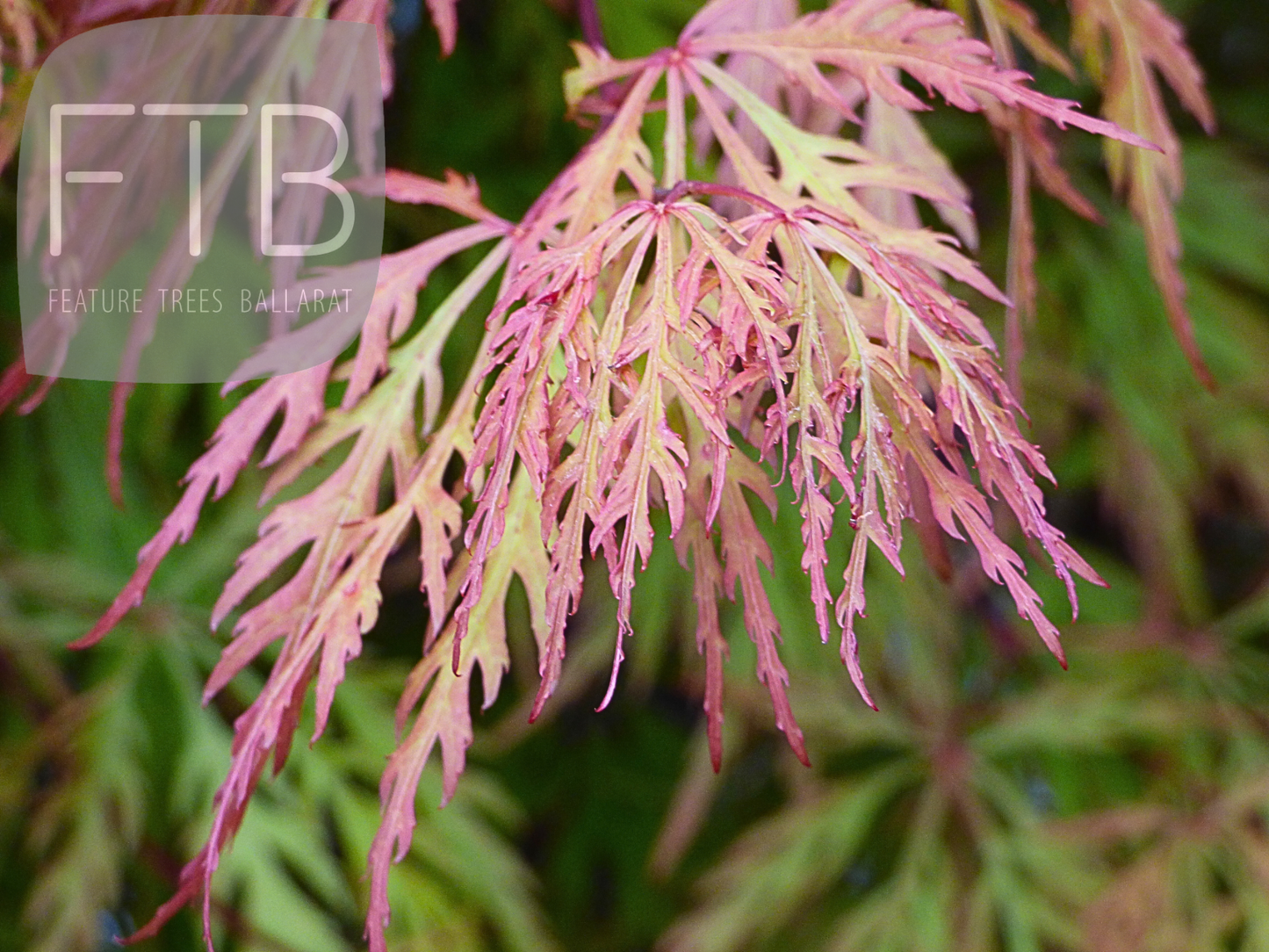 Acer Palmatum Dissectum Orangeola - Weeping Japanese Maple Orangeola