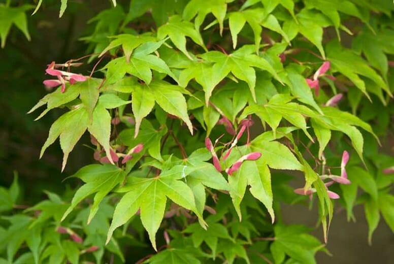 Acer Palmatum Osakazuki - Japanese Maple Osakazuki