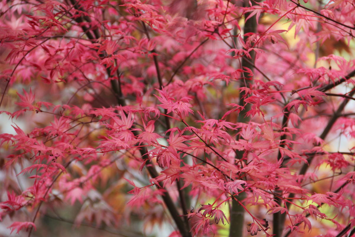 Acer Palmatum Otome Zakura - Japanese Maple Otome Zakura