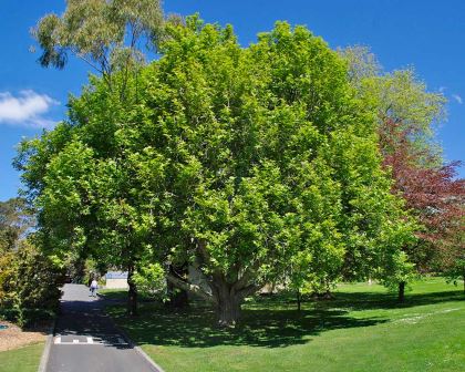 Platanus Orientalis - Oriental Plane Tree