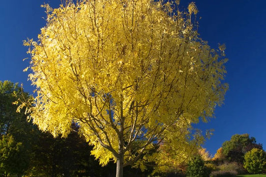 Fraxinus excelsior Aurea - Golden Ash