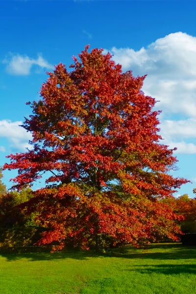 Quercus Palustris - Pin Oak