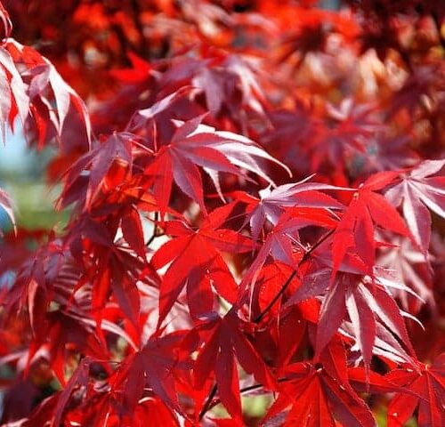 Acer Palmatum Atropurpureum - Japanese Maple Purple Upright