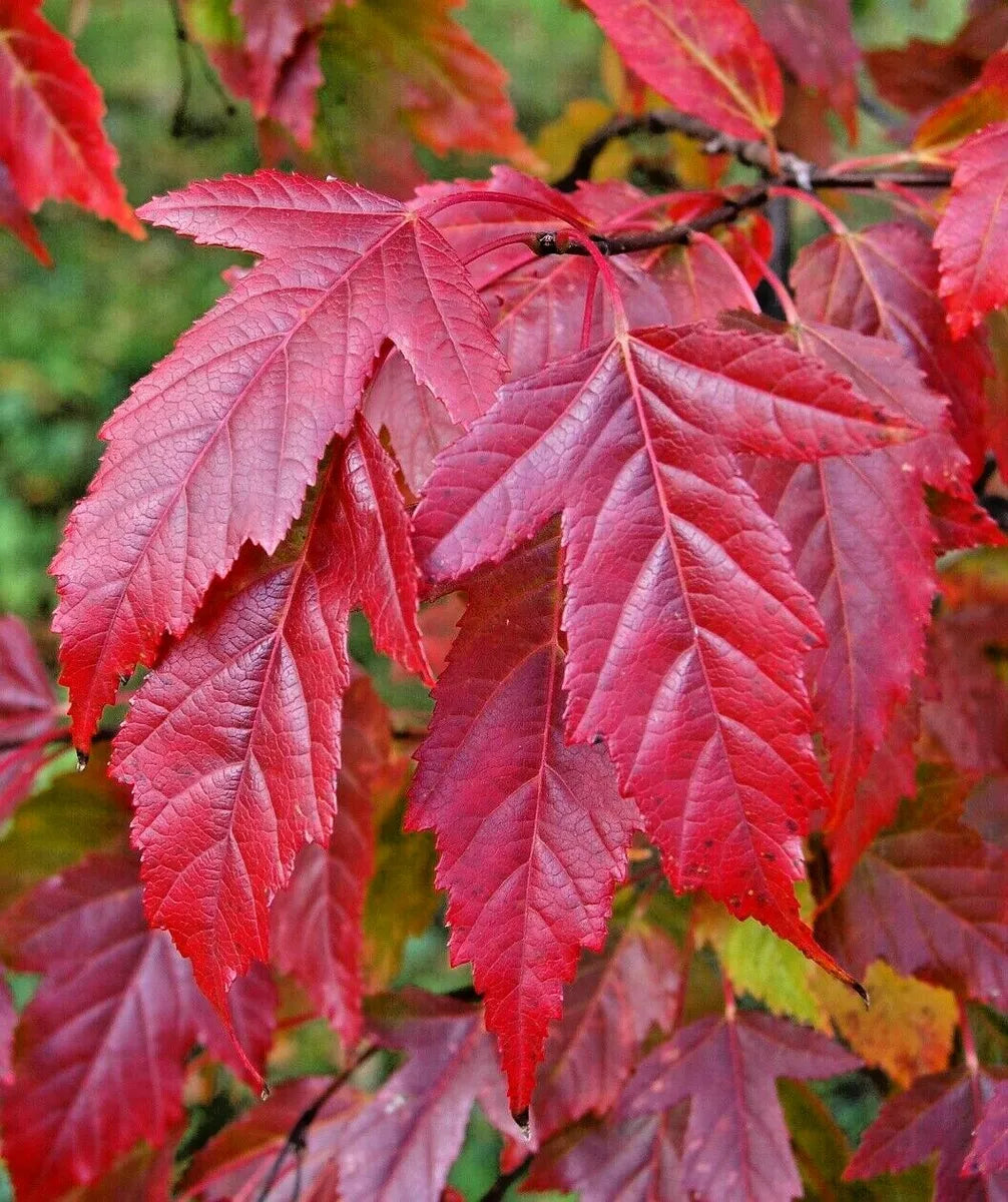 Acer Tataricum Ginnala -  Flame Amur Maple