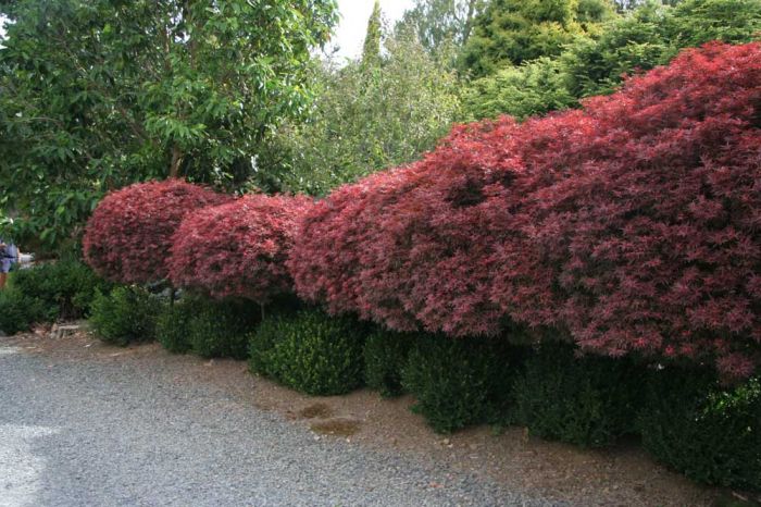 Acer Palmatum Shaina - Japanese Maple Shaina