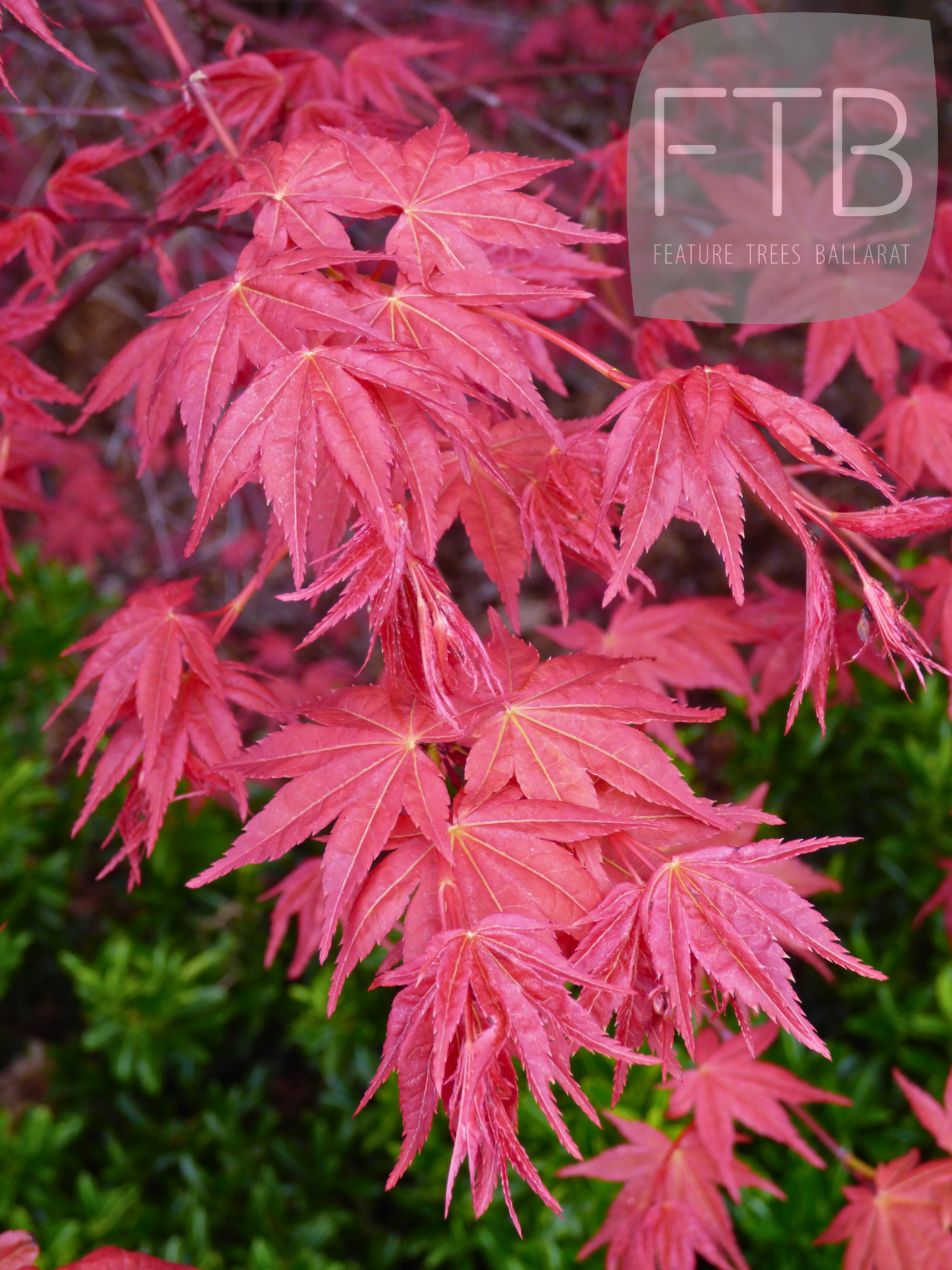 Acer Palmatum Shindeshojo - Japanese Maple Shindeshojo