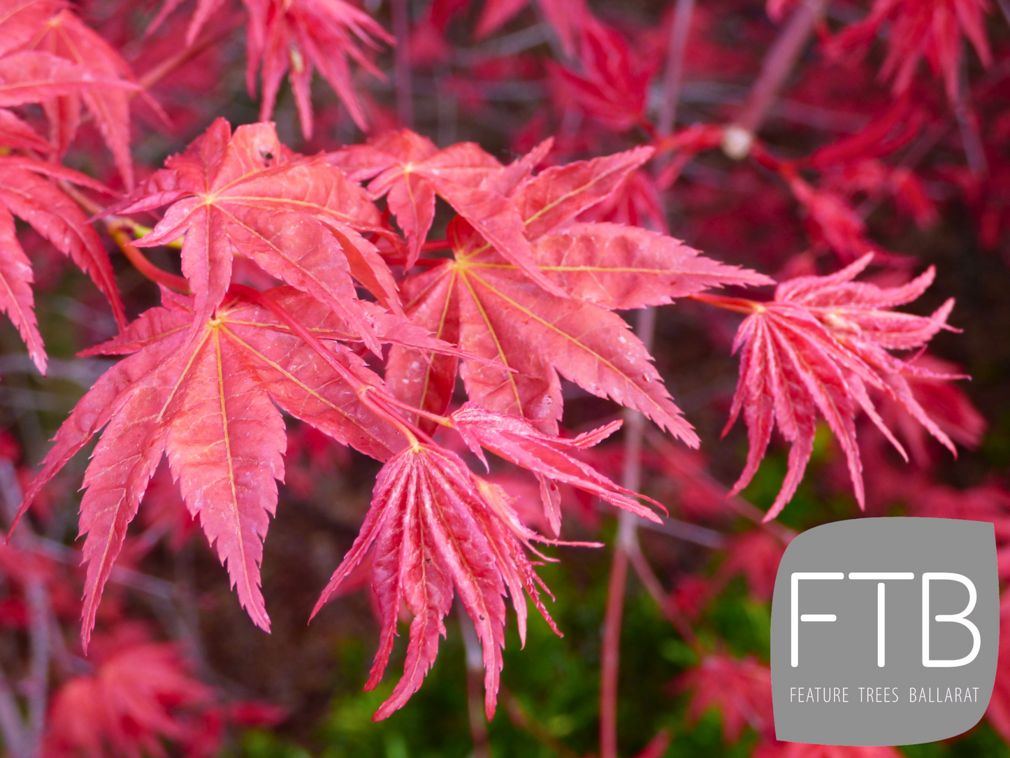 Acer Palmatum Shindeshojo - Japanese Maple Shindeshojo