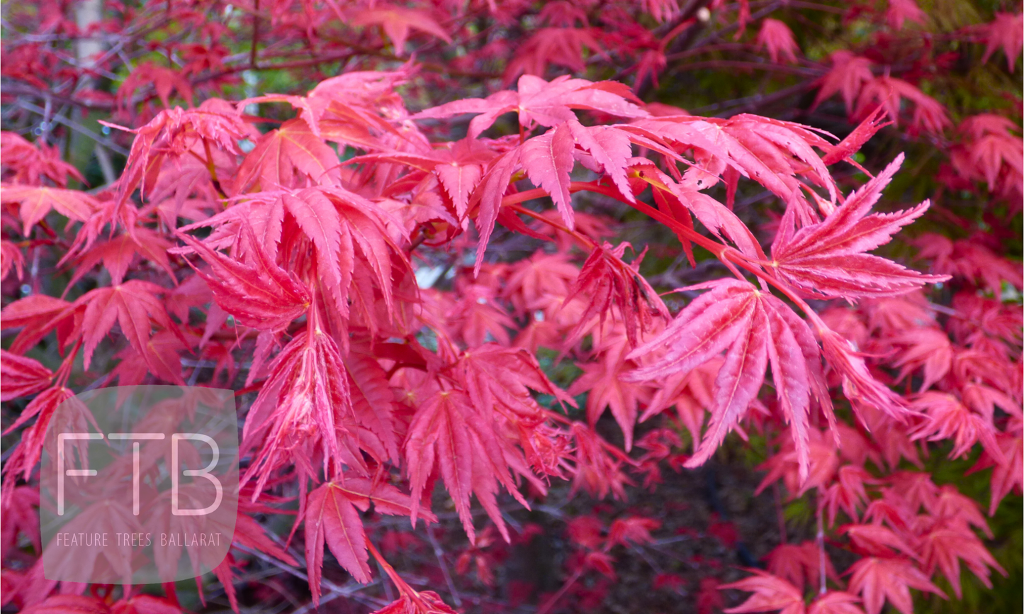 Acer Palmatum Shindeshojo - Japanese Maple Shindeshojo