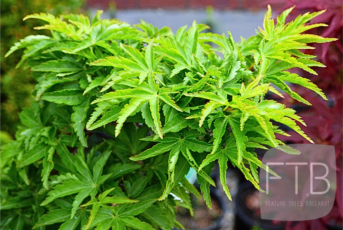 Acer Palmatum Shishi Gashira - Japanese Maple Shishi Gashira