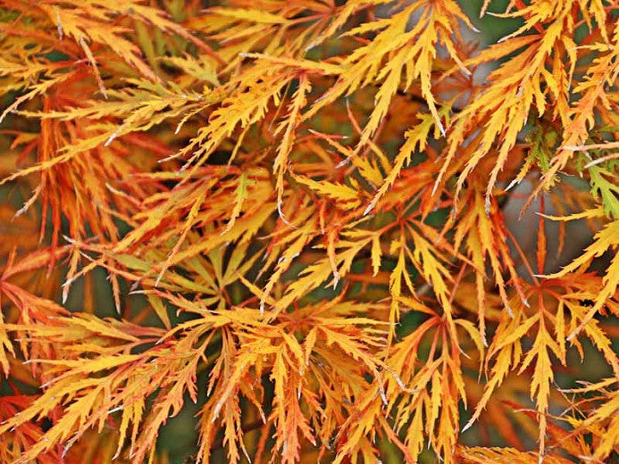 Acer Palmatum Viridis - Weeping Japanese Maple Viridis