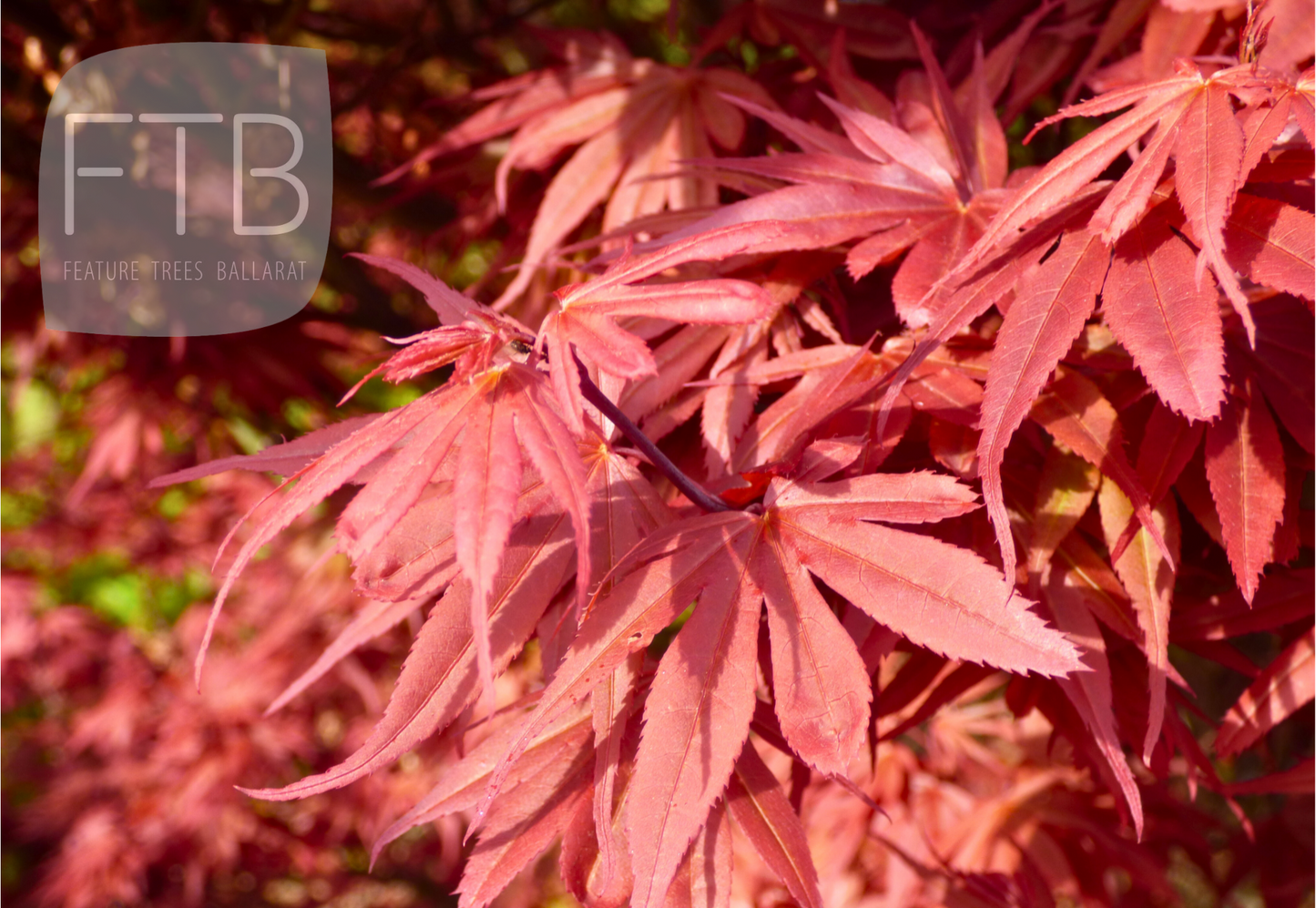 Acer Palmatum Skeeters Broom - Japanese Maple Skeeters Broom