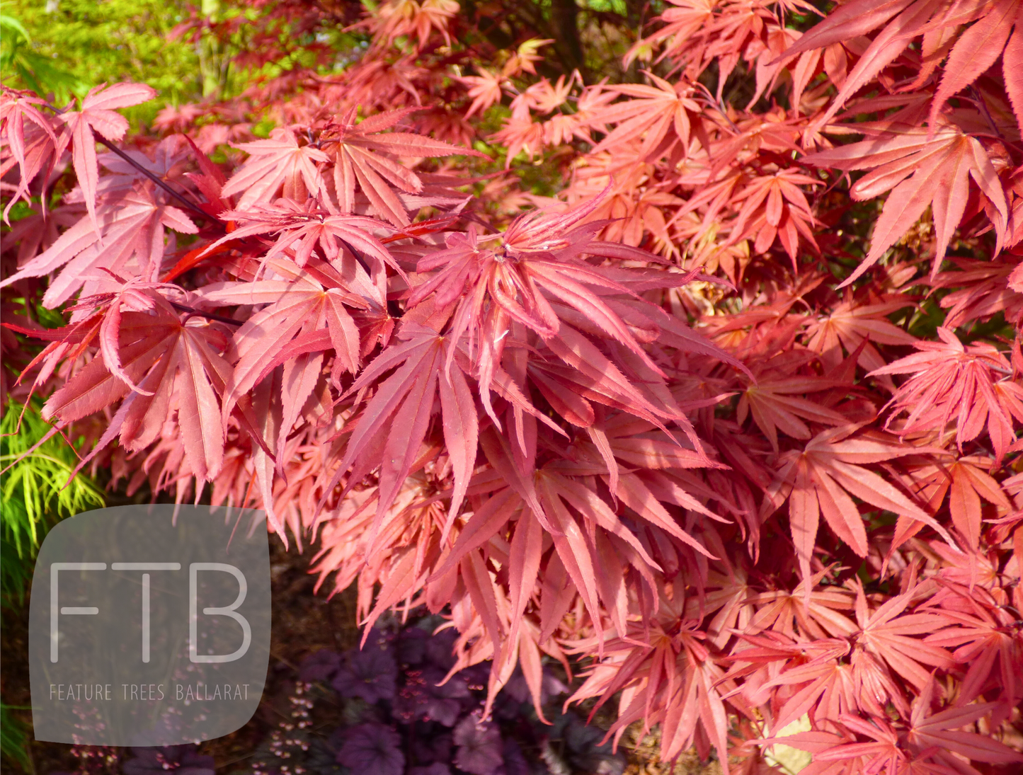 Acer Palmatum Skeeters Broom - Japanese Maple Skeeters Broom