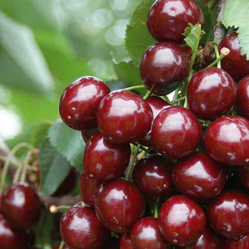 Prunus Avium Stella - Fruiting Cherry Stella