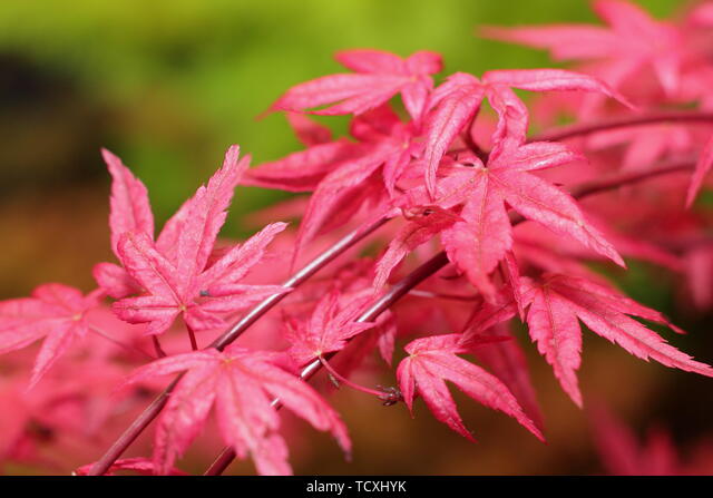 Acer Palmatum Shin Chishio - Japanese Maple Chishio Improved