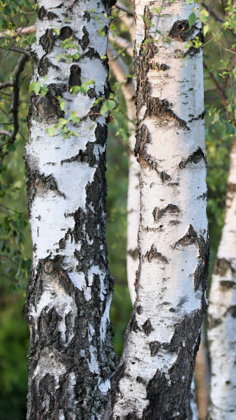 Betula Pendula - Silver Birch