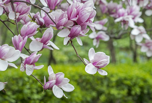 Magnolia x Soulangeana - Saucer Magnolia