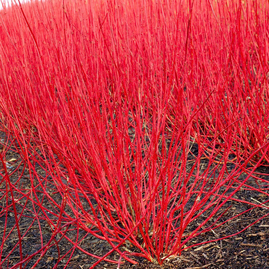 Cornus Alba Sibirca – Red Stemmed Dogwood